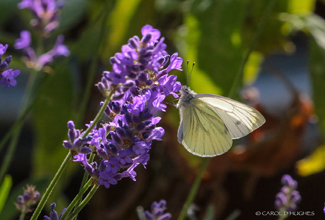 GREEN VEINED WHITE (Pieris napi)